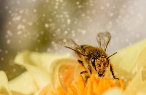 EP: még szigorúbb intézkedések kellenek a méhek védelmében!