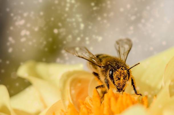 Méh munka közben
Forrás: pixabay.com
Szerző: Myriam Zilles