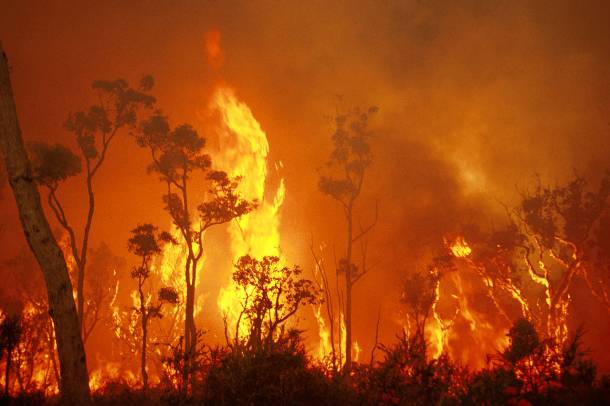 Ausztrál tűzvész - illusztráció
Forrás: commons.wikimedia.org
Szerző: CSIRO