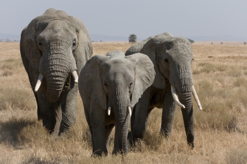 Megmenthető az afrikai elefánt?