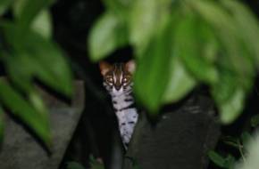 A délkelet-ázsiai macskafélék egy részét is a kihalás fenyegeti - megóvásukra akciótervet dolgozott ki a WWF