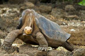 Galápagosi expedíció - Felkutatják a kihalt teknősök rokonait