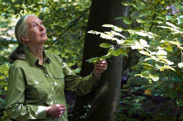 Jane Goodall a faültetésért kampányol
Forrás: www.janegoodall.hu
Szerző: Roy Borghouts