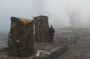 Védett ártéri erdőt taroltak le a Tisza mentén