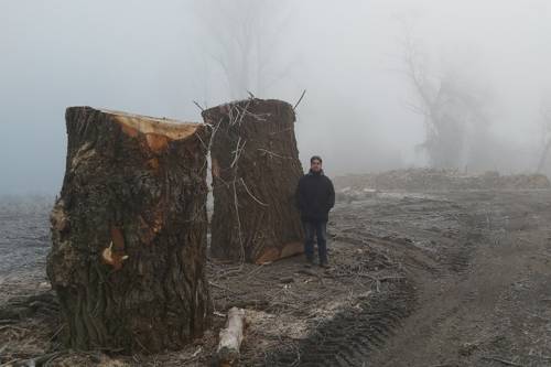 Védett ártéri erdőt taroltak le a Tisza mentén