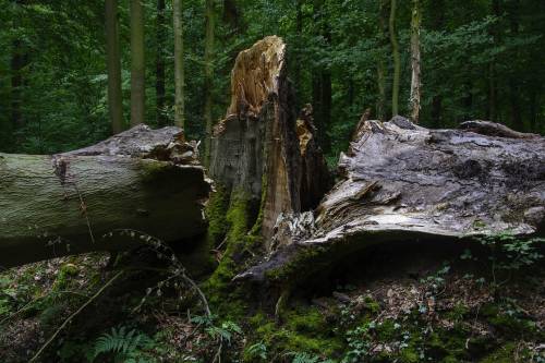 Hatalmas pusztítás: 1 millió köbméternyi fát döntött ki a vihar Romániában