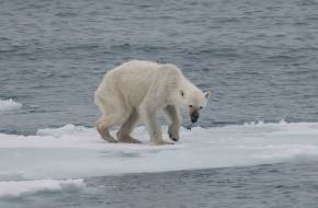 Alultápláltság, egyre kevesebb utód: a jegesmedvék érzik meg elsőként a klímaváltozás hatását