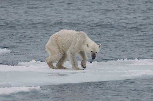 Kihalhatnak a század végére a jegesmedvék - nem lesz elég táplálék