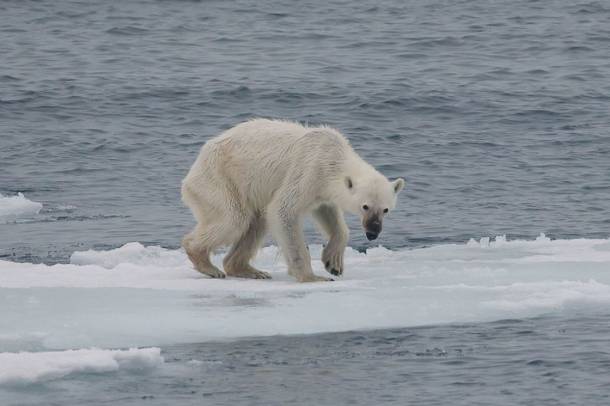 Lesoványodott jegesmedve (Képünk illusztráció)
Forrás: hu.m.wikipedia.org
Szerző: Andreas Weith