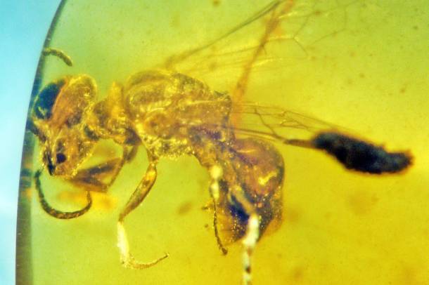 100 millió éves méhfosszília egy borostyánkőben
Forrás: bioone.org
Szerző: George O. Poinar, Jr.
