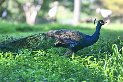Drámaian csökkent a madarak száma Indiában