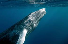 Betiltották a bálnavadászatot - Rekordszámú kék bálna gyűlt össze a Georgia-szigetnél