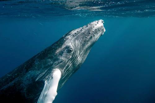 Betiltották a bálnavadászatot - Rekordszámú kék bálna gyűlt össze a Georgia-szigetnél