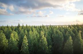 Újabb 7 milliárd forint támogatás jut erdők létesítésére