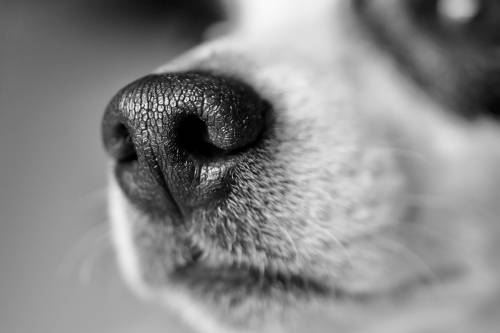 A kutya orra még az infravörös sugárzást is érzékeli