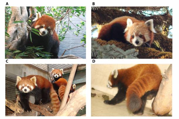 A két vörös panda faj összehasonlítása
Forrás: advances.sciencemag.org
Szerző: Science Advances
