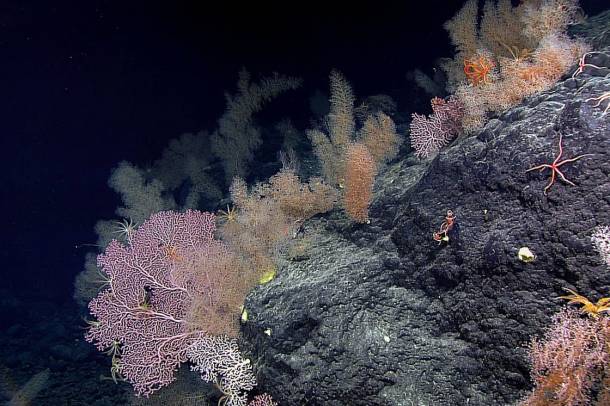 Mélytengeri korallok (Képünk illusztráció)
Forrás: commons.wikimedia.org
Szerző: NOAA Office of Ocean Exploration and Research
