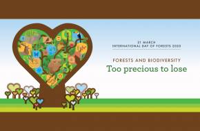Fotópályázat! - Az erdei biológiai sokféleségről szól az Erdők Nemzetközi Napja idén