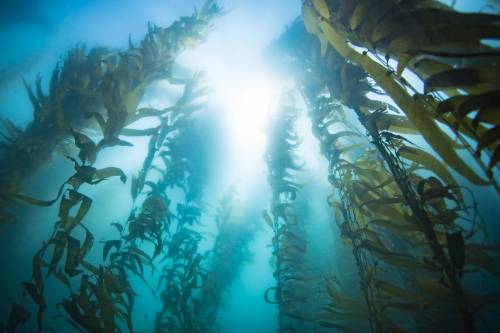 Pusztuló hínármezők - A víz alatti erdőket is veszélyeztetik az óceáni hőhullámok