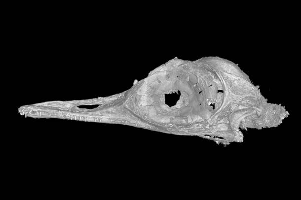 A Oculudentavis khaungraae apró koponyája CT-felvételen
Forrás: www.chinadailyglobal.com
Szerző: Lida Xing