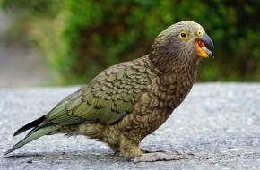 Okos, mint egy csimpánz: az új-zélandi kea madár a főemlősök intelligenciájával rendelkezik