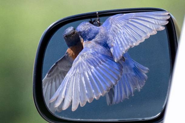 Tükörképével harcoló mexikói kékmadár
Forrás: www.flickr.com
Szerző: Ingrid Taylar