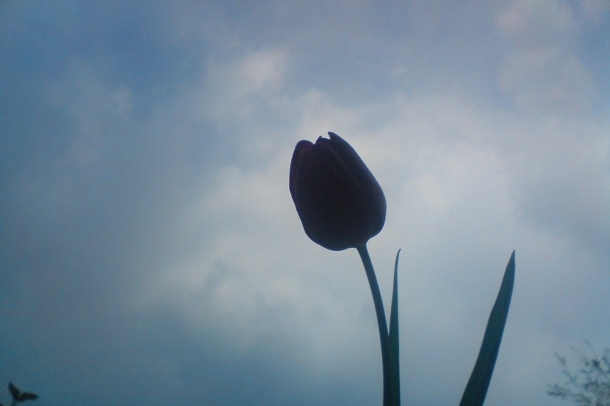 Alvó tulipán
Forrás: wikipedia.org