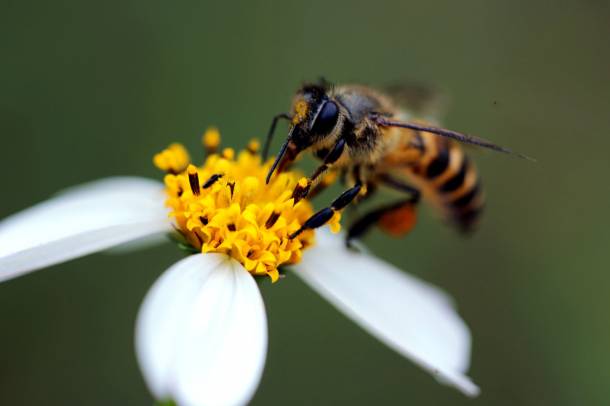 Az Európában termesztett 250 növényfaj kétharmada rovarbeporzású
Forrás: www.pexels.com
Szerző: Hiếu Hoàng