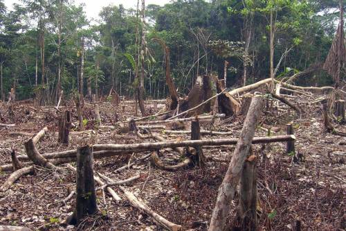 2,4 millió hektárnyi esőerdőt akarnak kiirtani útépítés miatt az Amazonas-medencében