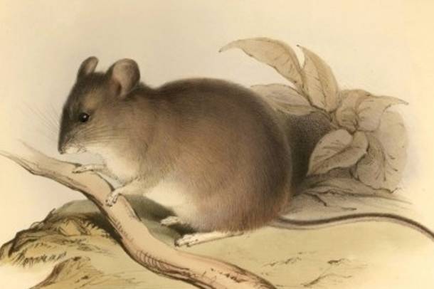 A levélfülő egerek (Phyllotis xanthopygus) egyes alfajai extrém hideg körülmények között is megélnek
Forrás: commons.wikimedia.org
