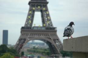 Csend és madárdal Párizsban - Csökken a zajszennyezés a járvány miatt a nagyvárosokban