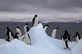 Melegedő óceánok: a sarkvidékek felé vonulnak a tengeri állatok