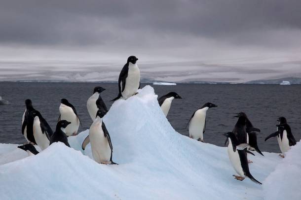 Az Adélie-pingvinek (Pygoscelis adeliae) is egyre hidegebb területekre vonulnak
Forrás: en.wikipedia.org
Szerző: Jason Auch