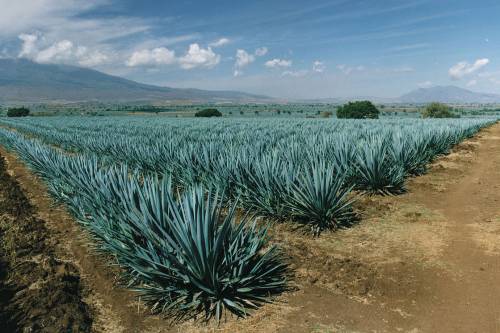 Tequila helyett bioüzemanyagot "főznének" az agavéból ausztrál kutatók