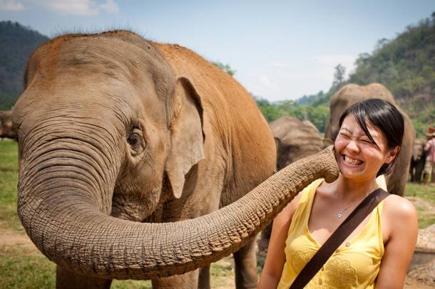 A thaiföldi menhelyet, az Elephant Nature Parkot a turizmus tartja fenn
Forrás: www.flickr.com
Szerző: Beyond Neon