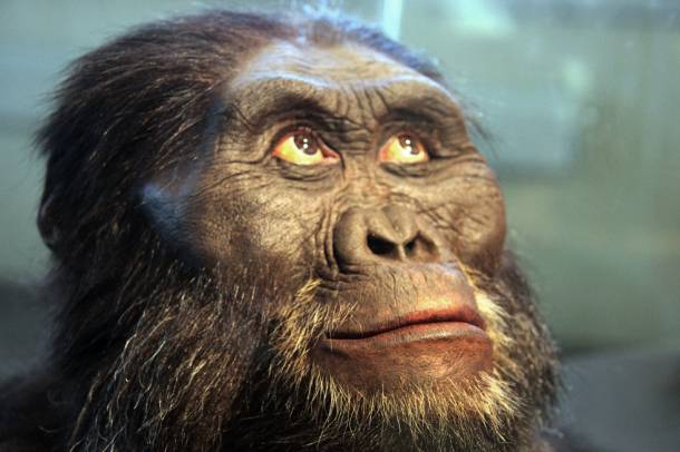 Australopithecus afarensis rekonstrukciója
Forrás: www.flickr.com
Szerző: Tim Evanson