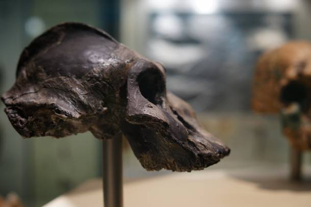 Paranthropus aethiopicus koponyája (Natural History Museum)
Forrás: www.flickr.com
Szerző: Paul Hudson