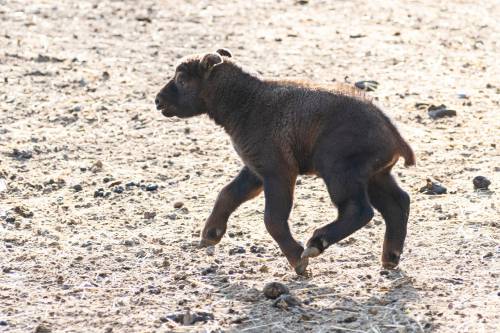 Veszélyeztetett mishmi takinok születtek a Nyíregyházi Állatparkban!