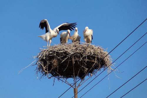 A gólyák védelmében: 56 új fészektartót helyeztek ki villanyoszlopokra