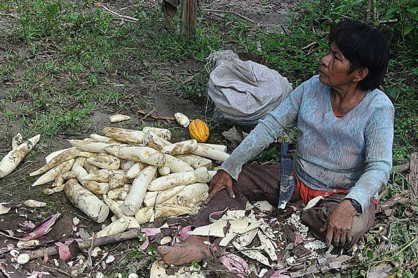 A manióka ma is alapvető élelmiszer az Amazonas-medencében
Forrás: www.flickr.com
Szerző: Dick Culbert