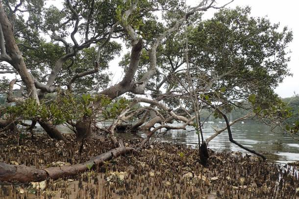 A mangrove-erdők fontos szerepet játszanak a viharok és az áradások mérséklésében
Forrás: www.flickr.com
Szerző: John Turnbull