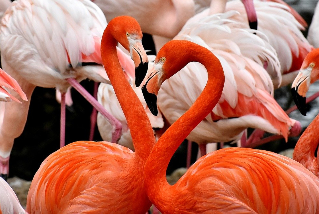 nyaralás flörtöl flamingók absztrakt