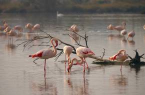 Szoros barátságok, klikkek: a flamingók összetett társadalma