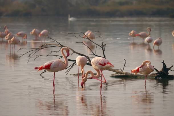Szoros baráti kapcsolatokat tartanak fenn a flamingók
Forrás: pixabay.com
Szerző: Gayulo
