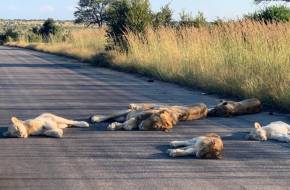 Élvezik az oroszlánok, hogy nincs annyi turista a Kruger Nemzeti parkban