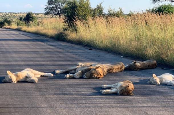 Oroszlánok a korábban forgalmas úton
Forrás: twitter.com
Szerző: Richard Sowry / Kruger National Park / SanParks