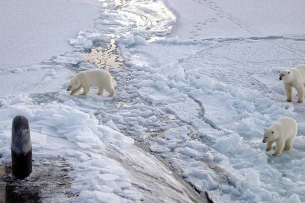 Tengeralattjáró körül bóklászó jegesmedvék a Jeges-tengeren
Forrás: hu.wikipedia.org
Szerző: Chief Yeoman Alphonso Braggs, US-Navy