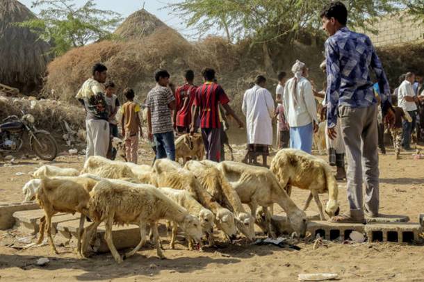 Emberek gyülekeznek Jemenben az állataikat beoltatni a FAO jóvoltából
Forrás: www.fightfoodcrises.net
Szerző: FAO / Abdulhakim