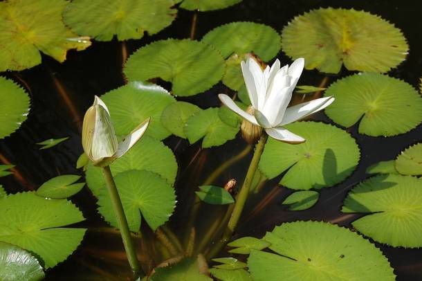 A híres püspökfürdői tündérrózsa (Nymphaea lotus forma thermalis)
Forrás: hu.wikipedia.org