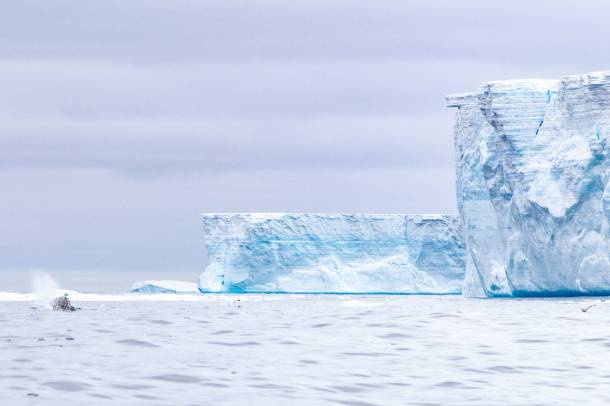 Az A-68-as jéghegy egy bálnával 2020. március 10-én a Weddel-tengeren
Forrás: commons.wikimedia.org
Szerző: Henry Páll Wulff